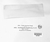 Leptostroma petiolorum image